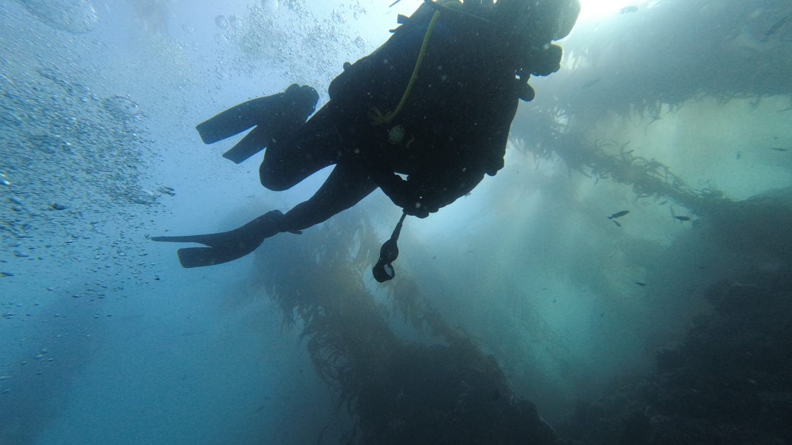 Scuba diving photo 3